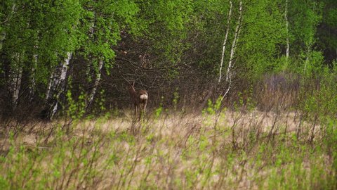 Male Roe Deer (Capreolus capreolus) goes to the forest. Horns roe deer rubs against tree branches. Roe deer looking for food