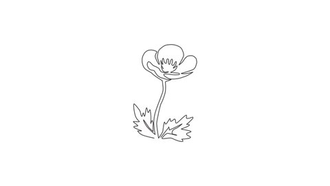 Animation of one line drawing beauty fresh viola hybrid plant for logo. Printable decorative pansy flower for home art wall decor poster print. Continuous line self draw animated. Full length motion.