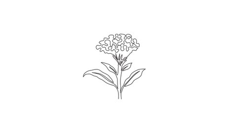 Animation of one line drawing beauty fresh wool flower for home decor wall art print. Printable decorative cockscomb flower for greeting card. Continuous line self draw animated. Full length motion.