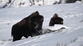 4K video Bison in the Snow