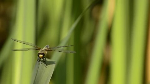 Four-Spotted Skimmer, Libellula quadrimaculata, dragonfly sitting on a leaf near a pond