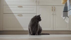 Gray cat sitting alone in the evening in the kitchen, white interior. High quality 4k footage
