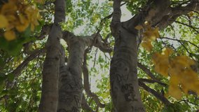 This video shows an old city tree with it's bark completely covered in carved names.
