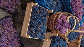 Boxes and baskets full of grapes of different varieties. Grape harvest in the family vineyard. Vertical video format. High quality FullHD footage - Powered by Shutterstock - Get 15% off with code: PIKWIZARD15