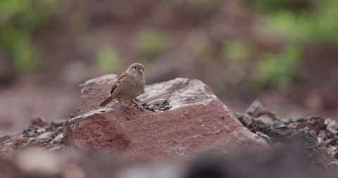 Female Sparrow sitting on a rock looking around