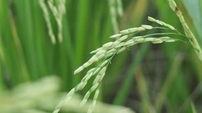 Rice In the field  planting in fertile soil 