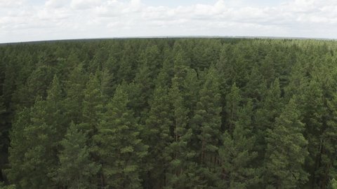 Aerial top down view, summer day. Drone shot flying over tree tops, Nature background. Pine boron. Pine ribbon forest Altaii. 4K resolution. 