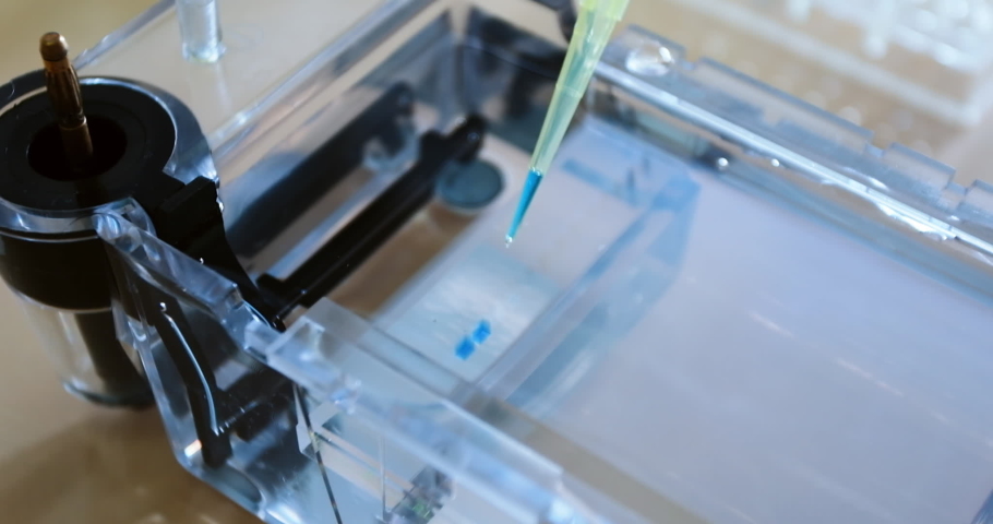 The scientist adds the stained DNA after PCR to the electrophoresis gel. Application of DNA samples for separation by electric current. Royalty-Free Stock Footage #1082573029