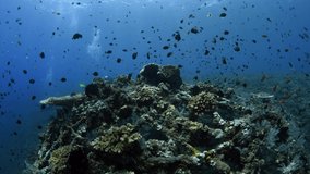 Artificial reefs - amazing underwater world of Tulamben, Bali, Indonesia. Video 4k.