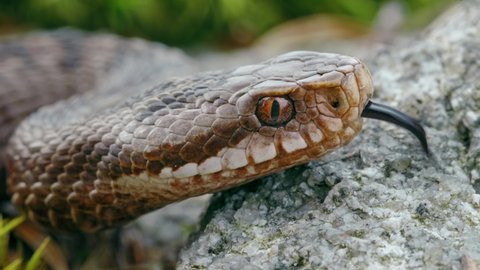 Common European adder viper (Vipera berus) sticking out tongue and smelling