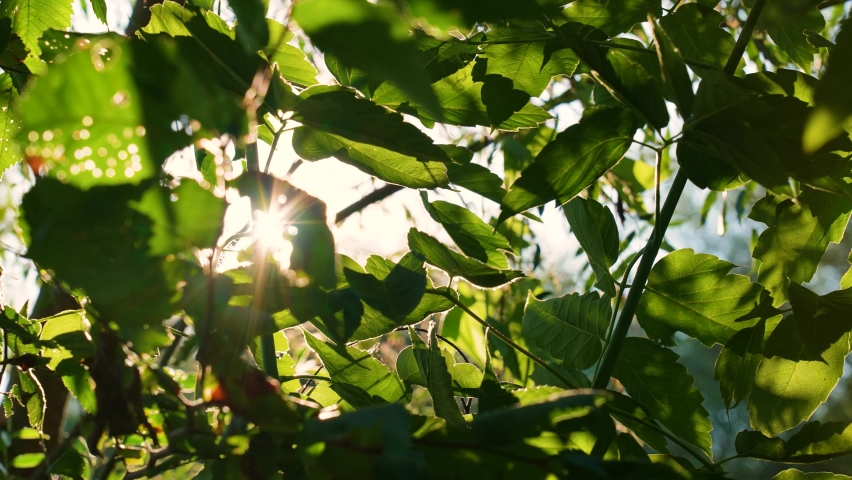 Beautiful green foliage of many trees isolated on sunny sunrise blue sky background with bright sunshine through leaves Royalty-Free Stock Footage #1082578921