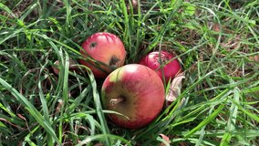 Red apples in the grass in the garden. For video presentation, advertising, background.