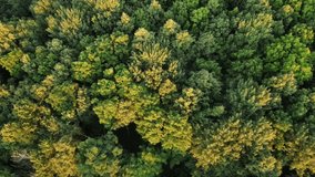 climb over the treetops. Green deciduous forest. drone flight