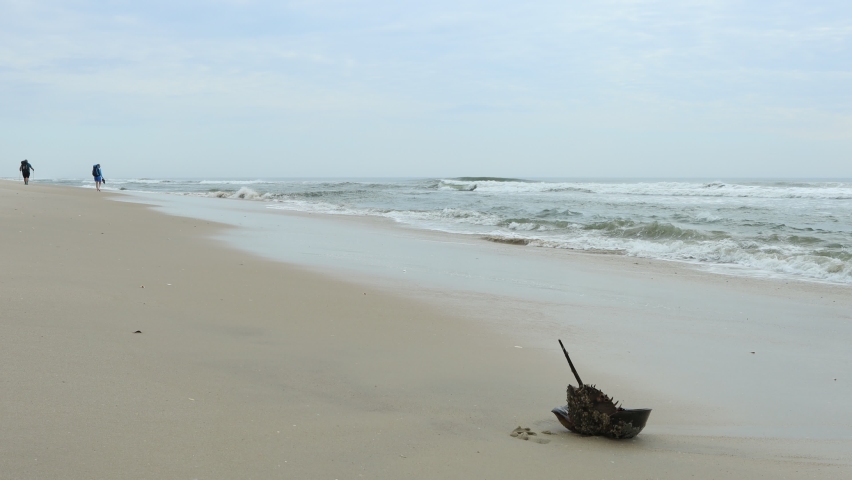 A beached horseshoe crab struggles in the surf of the Atlantic ocean as two backpackers walk north along the beach at the Assateague Island National Seashore in Maryland on a spring morning.