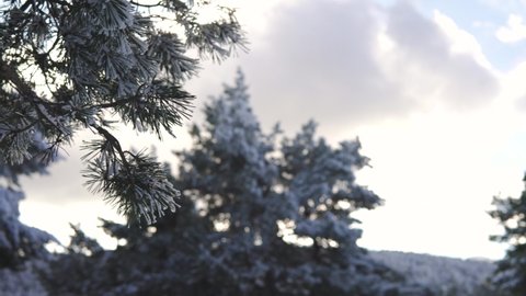 Panorama medium shot of pine branches covered in snow at sunset in a snowy place outdoors in the mountain.