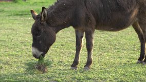 Donkey plays with a tuft of grass. Slow motion 4K
