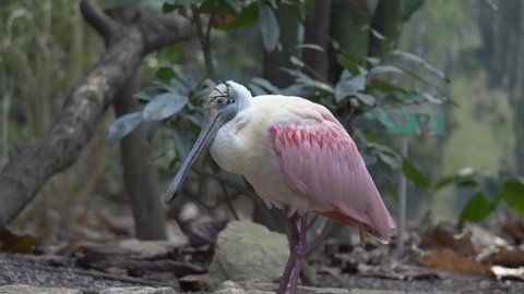 Close up shot of exotic Pink colored Roseate Spoonbill perched on branch in jungle
