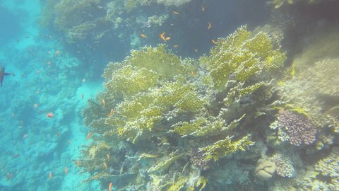 Slow motion: Coral reef in the Red Sea, sea life and corals, underwater shot 