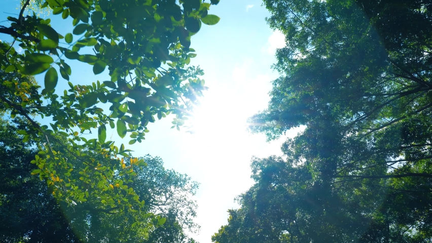 Close up. Looking up forest perspective sky. Low angle trees sun beams sky. Tree tall with top sky sunshine. Sky through trees trunks below. 4K Landscape green nature day,spring,summer,autumn,forest  | Shutterstock HD Video #1082598799