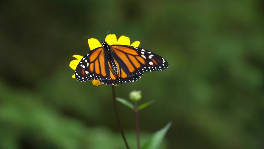 Monarch butterfly takes flight from woodland sunflower. Slow motion. Royalty-Free Stock Footage #1082599903