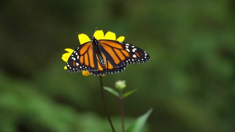 Monarch butterfly takes flight from woodland sunflower. Slow motion.