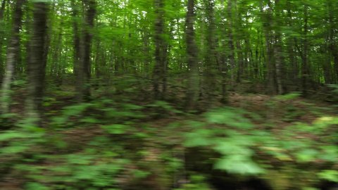 Driving past dense green summer forest. POV drive side view. Ontario, Canada.