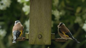 4K video clip of two European Goldfinches eating seeds, sunflower hearts, from a wooden bird feeder in a garden during summer