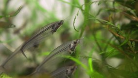 This video shows a group of transparent glass catfish (Kryptopterus vitreolus) swimming underwater.