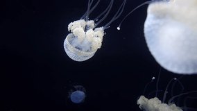 This video shows a school of elegant white jelly fish swimming in deep ocean waters. 