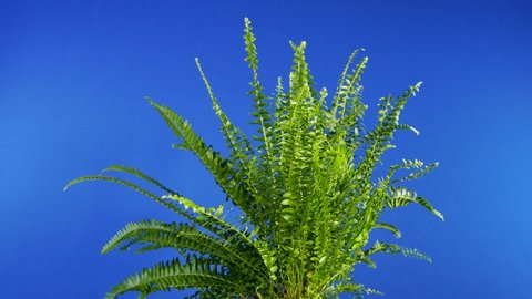 Small Fern Plant In Breeze Bluescreen For Compositing