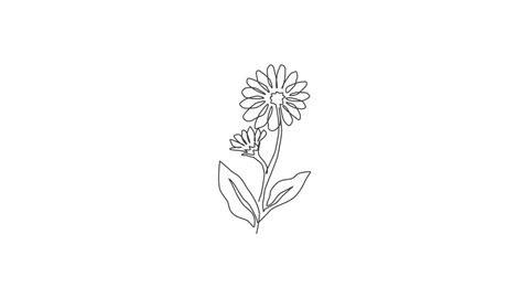 Animated self drawing of continuous line draw beauty fresh calendula for home decor wall art poster print. Printable decorative marigold flower concept. Full length single line animation illustration.