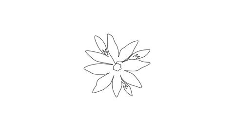 Animation of one line drawing of beauty fresh orchid for home wall decor poster art. Printable decorative orchidaceae flower ornament concept. Continuous line self draw animated. Full length motion.