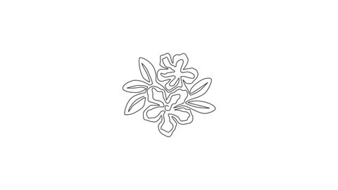 Animated self drawing of single continuous line draw fresh beauty adenium for garden logo. Printable poster decorative desert rose flowers concept home wall decor. Full length one line animation.