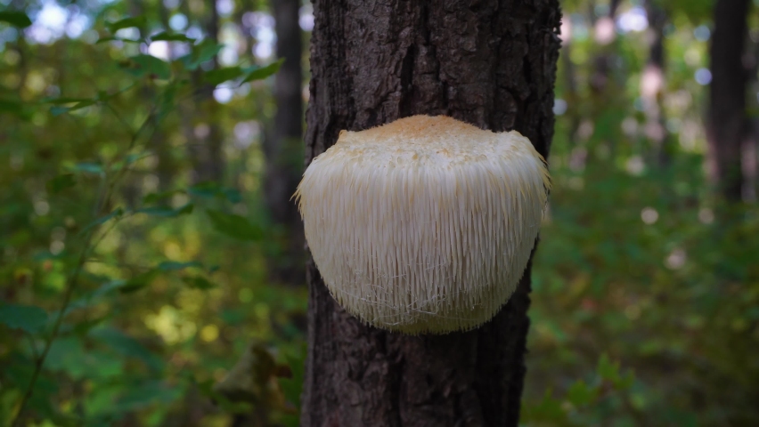 Lion's Mane mushroom on oak tree in the autumn forest. ( Hericium erinaceus ) Royalty-Free Stock Footage #1082611423