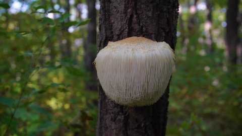 Lion's Mane mushroom on oak tree in the autumn forest. ( Hericium erinaceus )