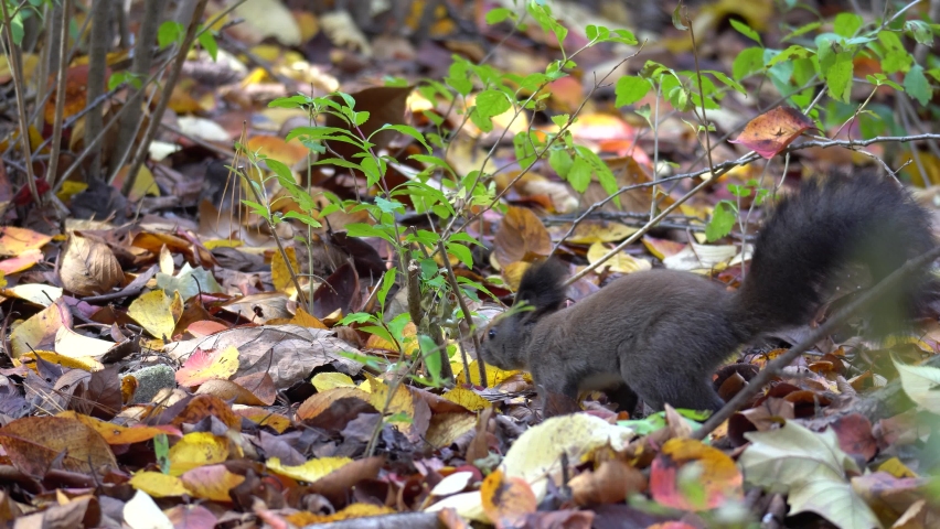 Eurasian Tree squirrel searching for food. Abert