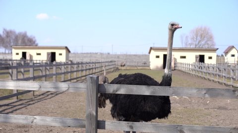 Ostrich farm, ostriches are standing, closeup