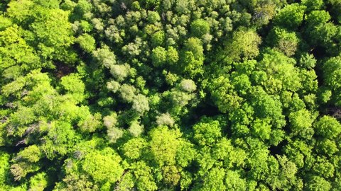 Aerial footage of circling vertically over lush green treetops in the forest in spring 