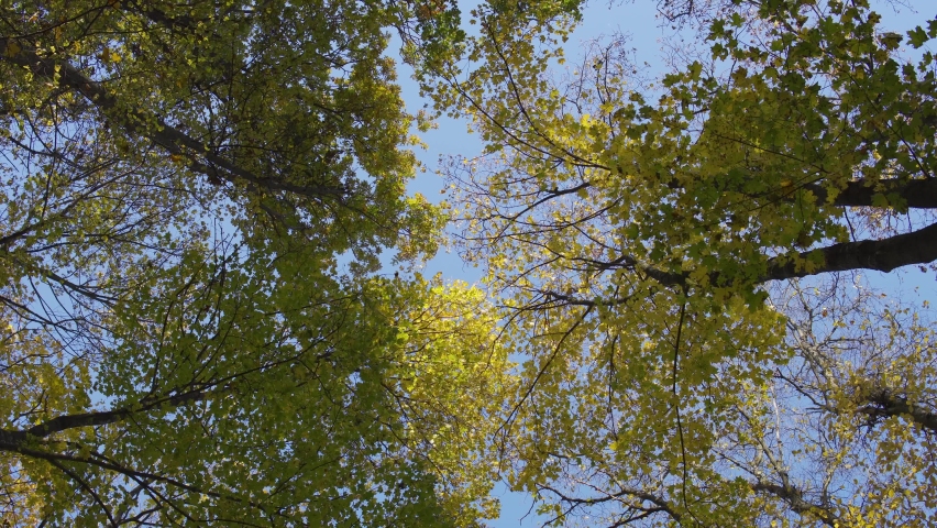 Looking up in the forest. Bottom view of trunks and crowns of the trees in the autumn forest. Footage. Tranquil natural background with trees moving in the wind. 4K resolution | Shutterstock HD Video #1082623693