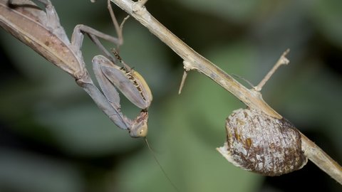 Praying mantis sits on a branch next to a clutch of Ootheca (Oviparity). Close up of mantis insect. Mantis mating