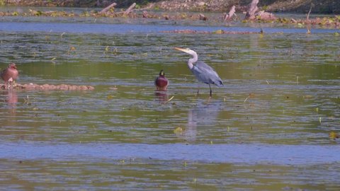 A gray heron and a mandarin duck on water surface