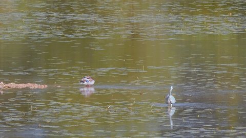 A gray heron and a duck on water surface
