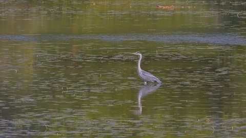 A gray heron on water surface