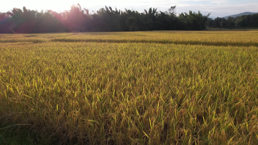 Golden rice fields with sun flare, combine harvesting ripe rice fields agricultural field farmland Royalty-Free Stock Footage #1082626864