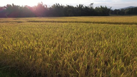 Golden rice fields with sun flare, combine harvesting ripe rice fields agricultural field farmland
