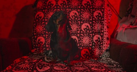Adorable dachshund dog sits looking up in armchair covered with stylish plaid while light changes colors IN semi-dark room
