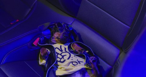 Cheeky drunk dachshund dog in leather jacket and stylish sunglasses is lying in the back passenger seat of car, red and blue warning lights of police car are flashing above it.
