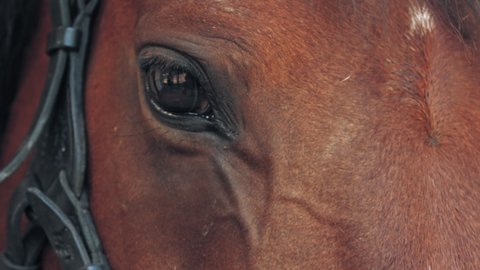 horse eyes. close-up. dark, black, big horse eyes in the sun rays. Horse love. Equitation. Horse in detail.