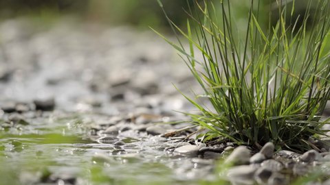 Spring Riparian Where Thaw Water Flows Stock Footage Video (100% ...