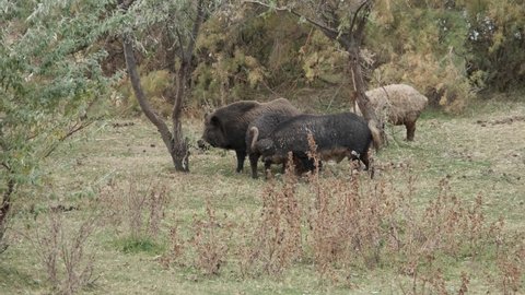 Wild boar (Sus scrofa) is heading the herd of Feral pigs (boar-pig hybrid) in an autumn meadow